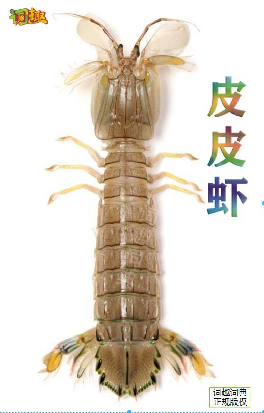 皮皮虾(螳螂虾 mantis shrimp关闭返回上一级