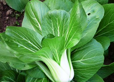 小白菜又称青菜,长梗菜,鸡毛菜,油白菜,为十字花科草本植物青菜的