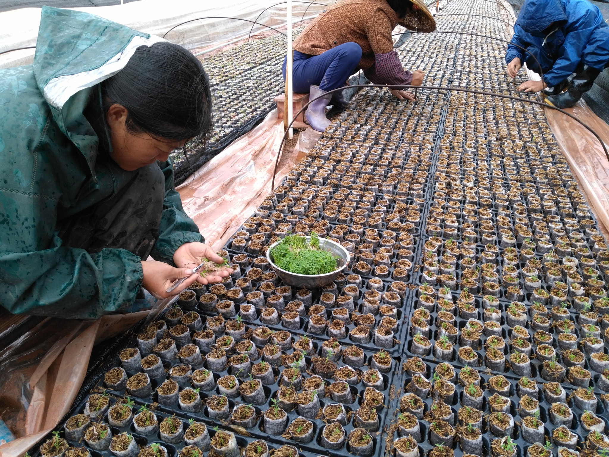 新型高产量轻基质灌装机首批轻基质杯下苗啦