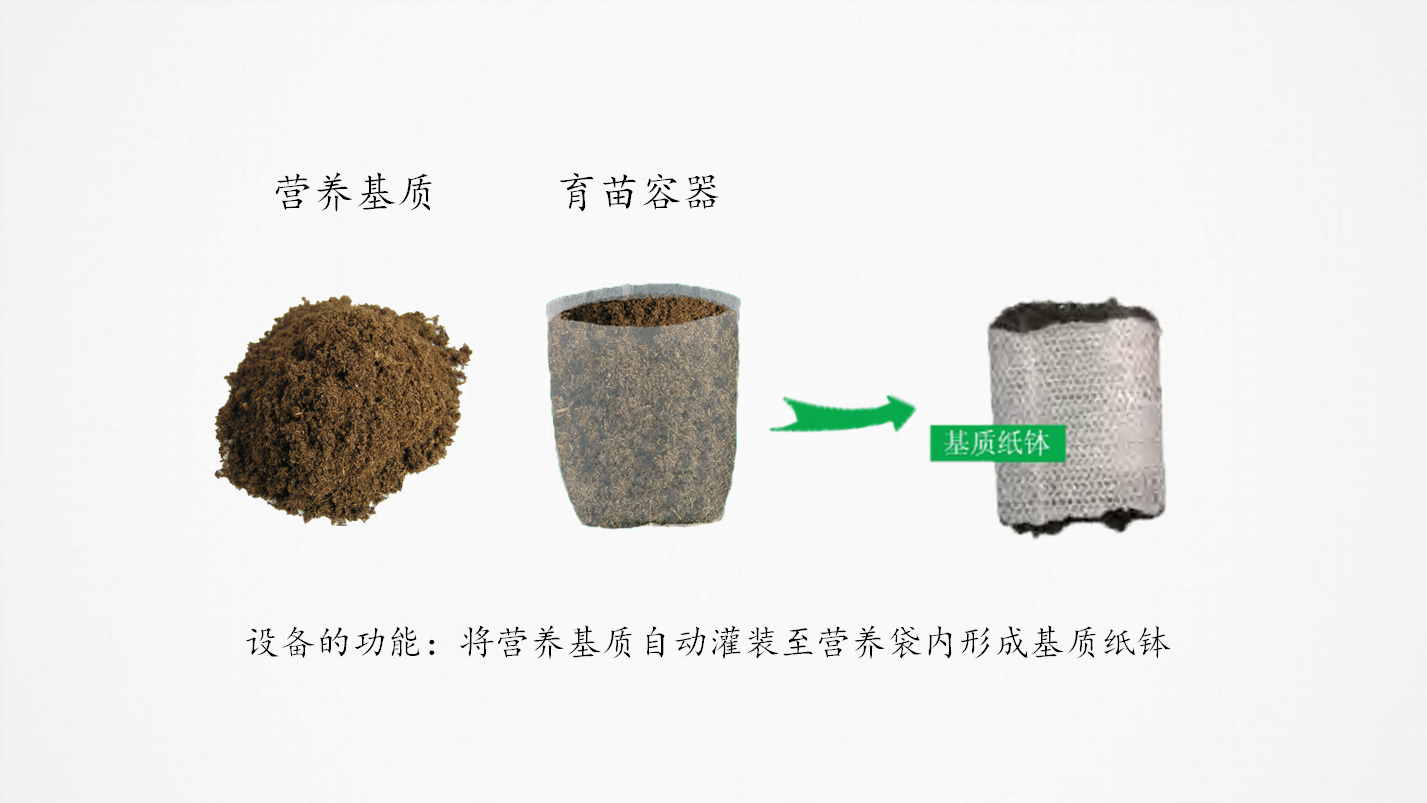 这种先进育苗方式你知道吗—纸钵育苗介绍