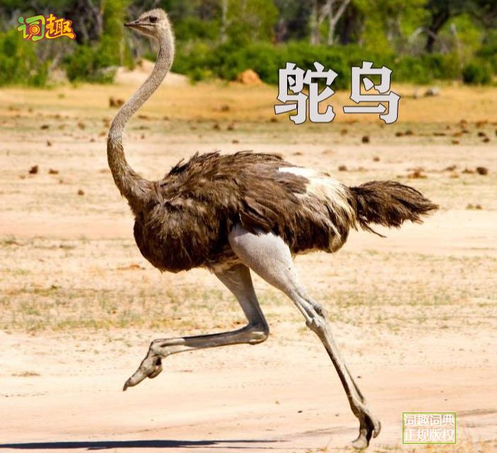 鸵鸟 ostrich