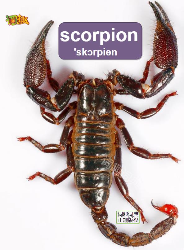 詞趣詞典 分類詞彙多媒體詞典 | 蠍子 scorpion