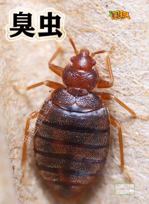 臭虫 bedbug