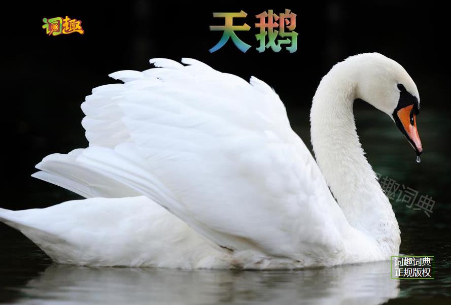 天鹅swan关闭返回上一级
