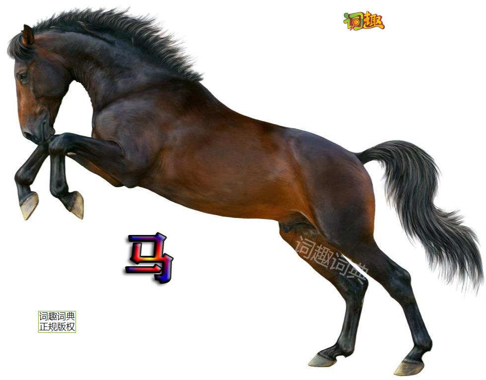 马 horse