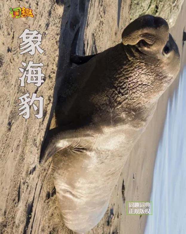 词趣词典分类词汇多媒体词典 象海豹elephant Seal