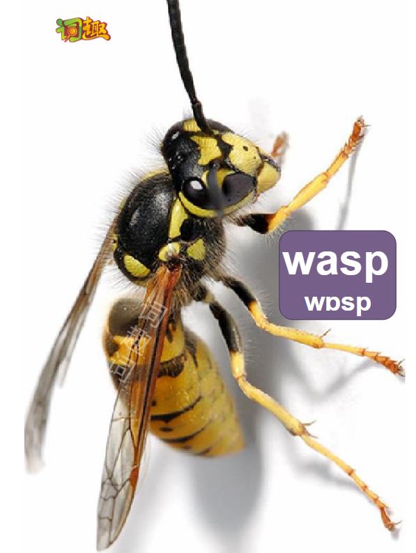 wasp waist图片