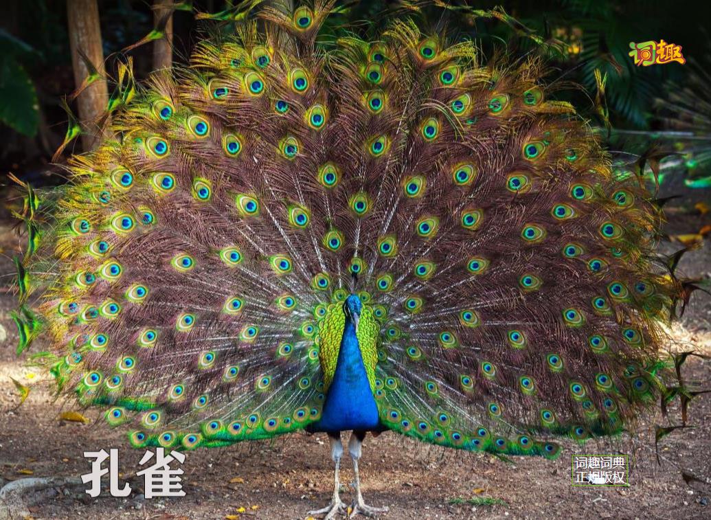 孔雀peacock关闭返回上一级