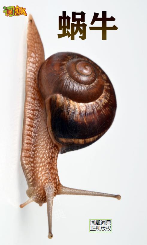 蜗牛 snail