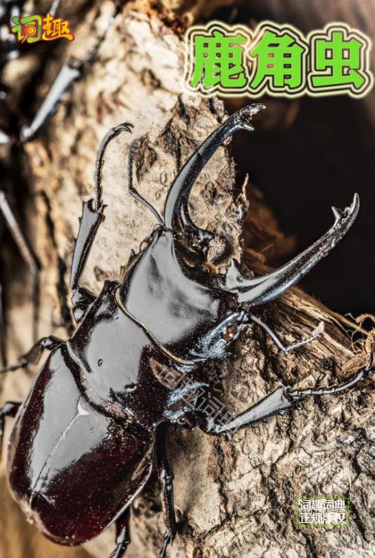 鹿角甲虫 stag beetle