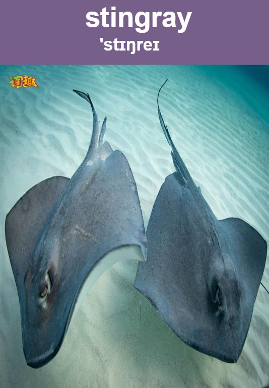 刺魟stingray