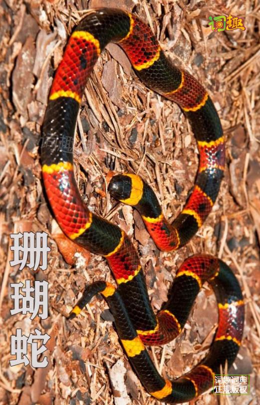 珊瑚蛇 coral snake