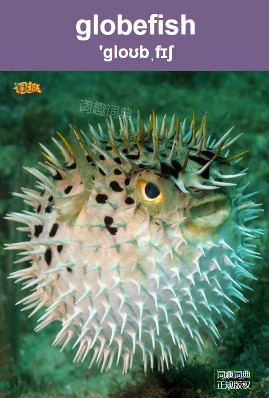 河豚globefish关闭返回上一级