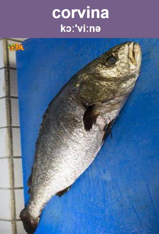 无鳔石首鱼 corvina