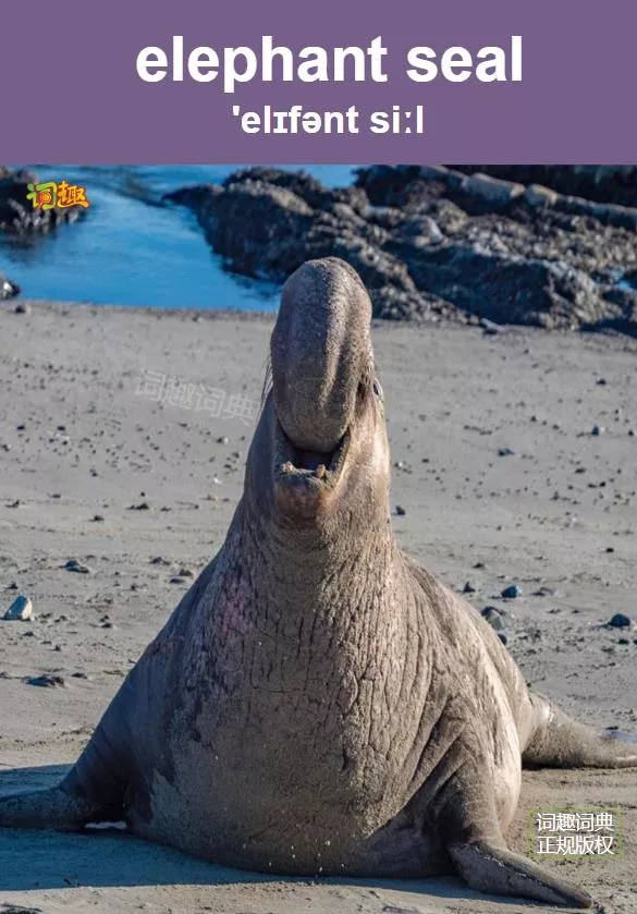 词趣词典分类词汇多媒体词典 象海豹elephant Seal