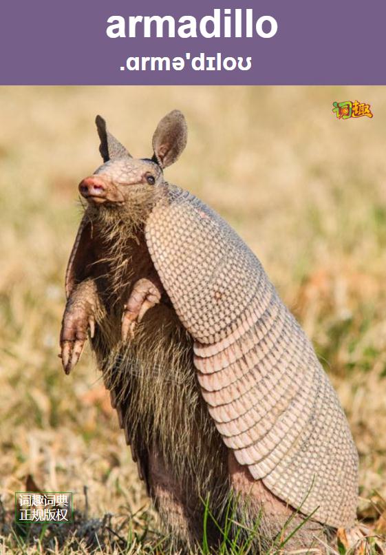 词趣词典 分类词汇多媒体词典 | 犰狳 armadillo