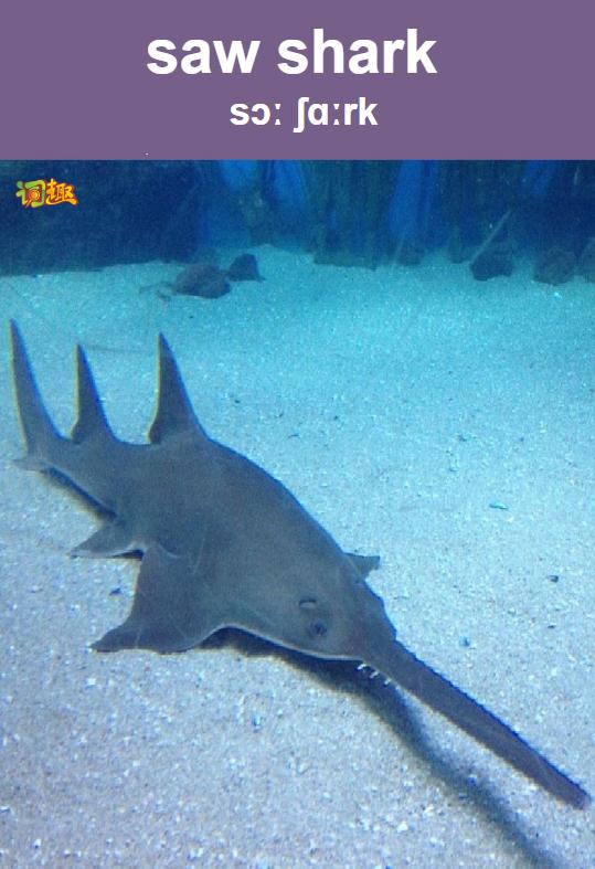 日本锯鲨 saw shark关闭返回上一级