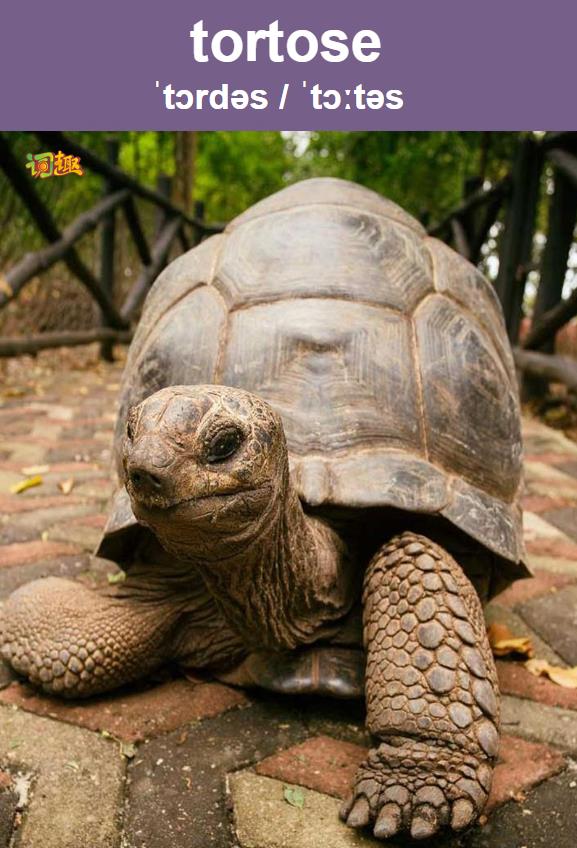 陆龟 tortoise