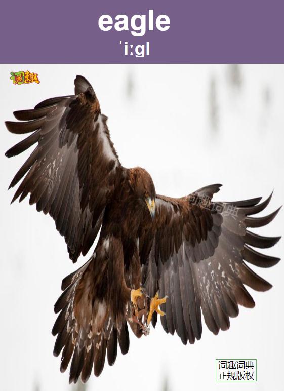 鹰/雕 eagle
