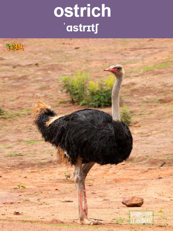 鸵鸟 ostrich