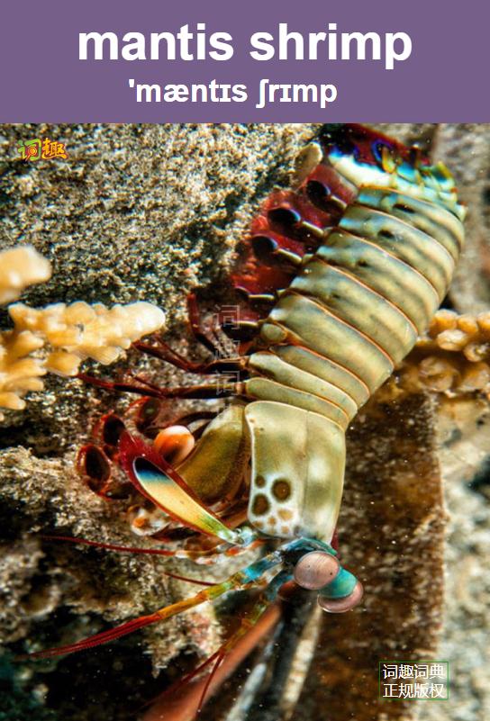 皮皮虾vs螳螂虾图片