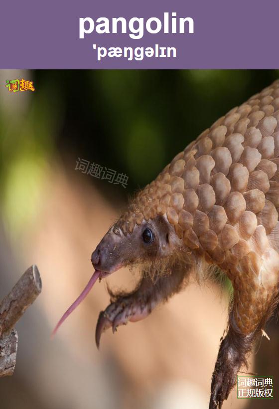 穿山甲;鳞甲目动物;分享到