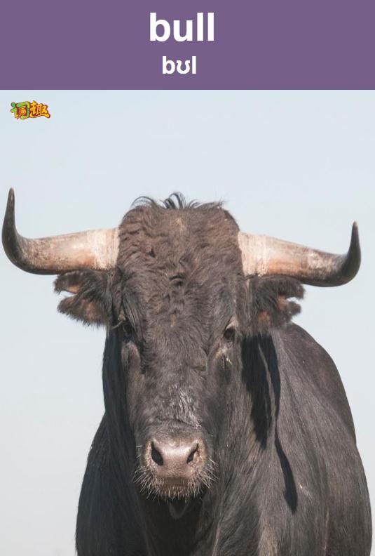 未阉割的公牛bull关闭返回上一级