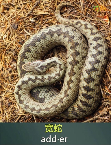 宽蛇封面