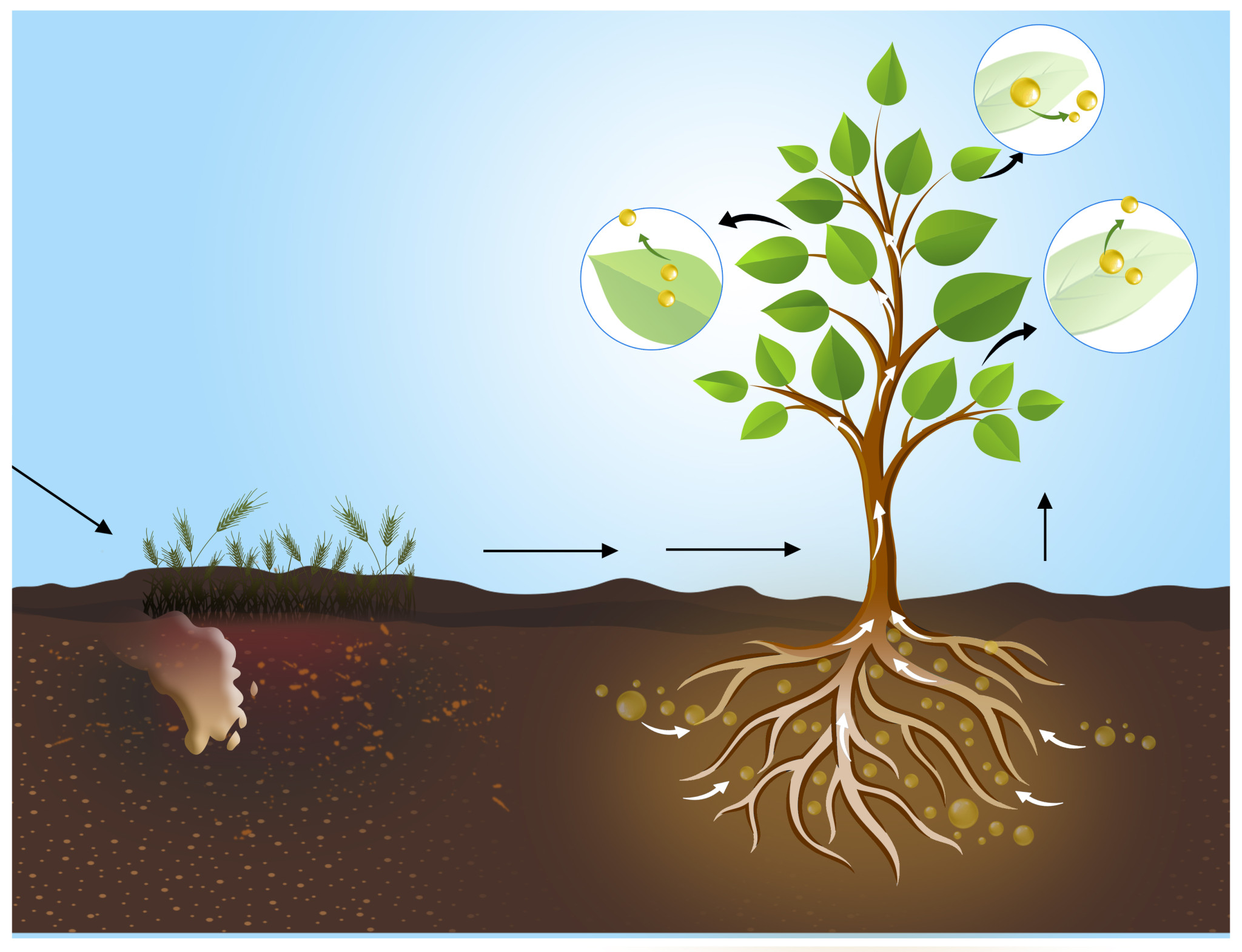 从源头修复土壤,确保原料无污染  随着人类社会的工业化和过度开发