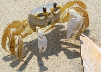 什么是药食同源?