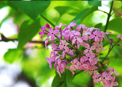 丁子香,丁子,鸡舌香,百结花,支解香,为桃金娘科植物丁香树的花蕾