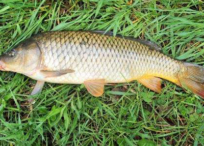 鲤鱼鱼类牛肉为牛科动物黄牛或水牛的肉,牛肉性味甘温,营养丰富,其