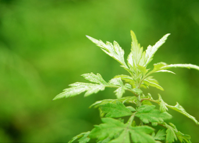 皮中提取出水杨苷,水杨苷被德国拜耳公司命名为阿司匹林并投入市场