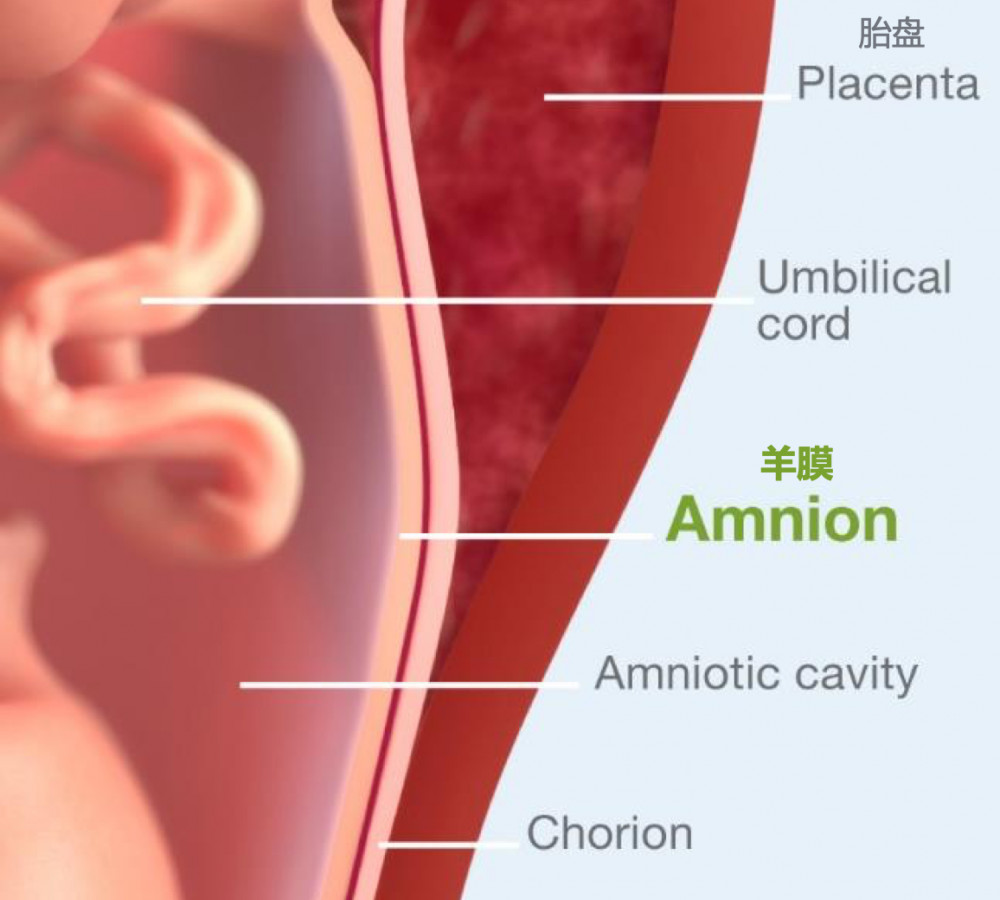 赛傲生物 人羊膜上皮干细胞