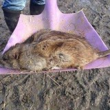 Giant rat found in Kent