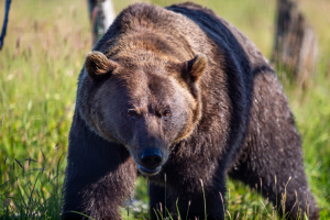 bear animal wildlife nature meadow green brown fur grizzly environment habitat day predator wild grass field close 关 场域 草 野 捕食者 天 生境 环境 灰熊 毛皮 布朗 绿色 草甸 自然 野生动物 动物 熊