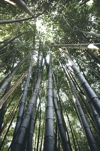 green and brown bamboo trees