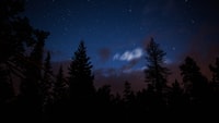 silhouette of trees under blue sky during night time