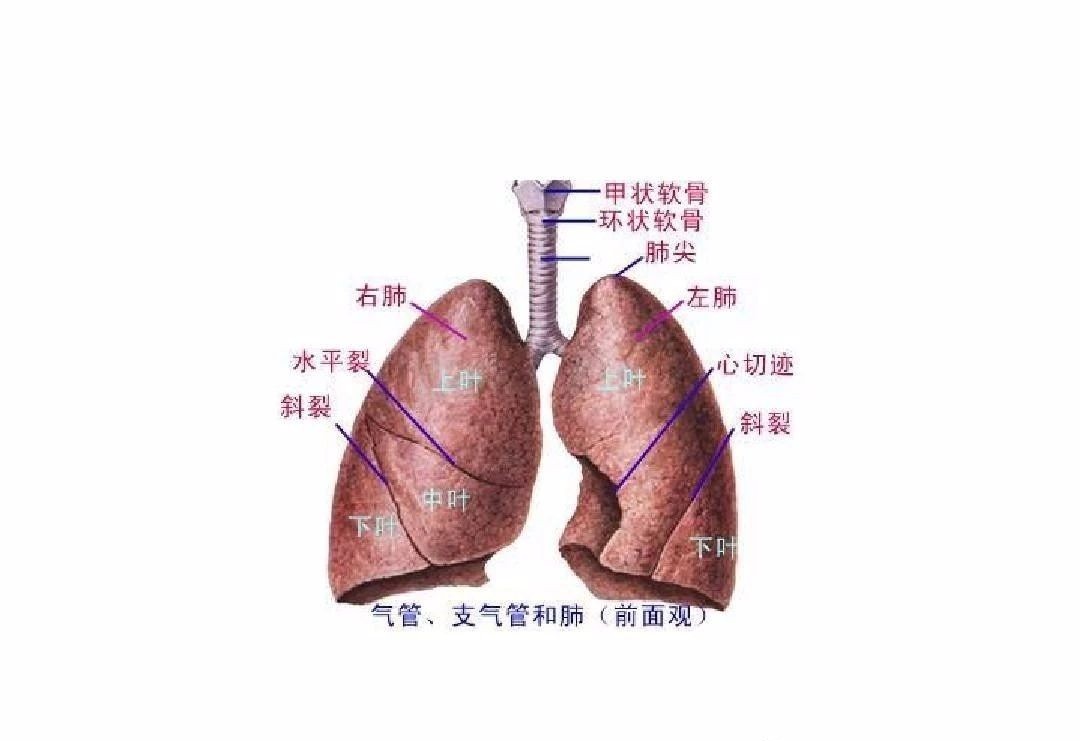 医学药学网 实时提供医疗健康卫生领域新资讯 人体呼吸系统结构