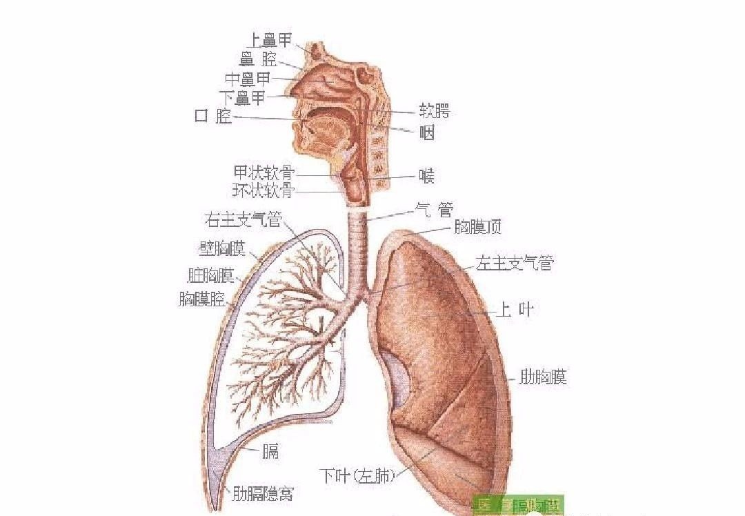 人体呼吸器官怎么画图片