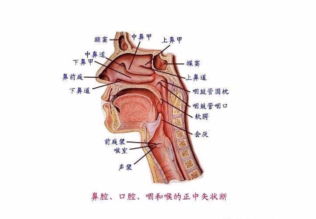 医学药学网